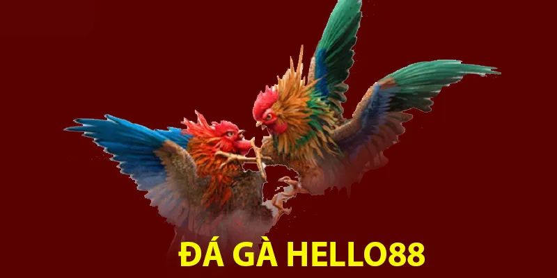 Giới thiệu về sảnh đá gà Hello88