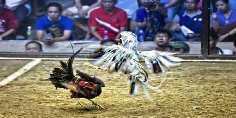 Cách xác định kết quả đá gà trực tiếp Thomo