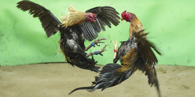 Đá gà trực tiếp Thomo thú vị