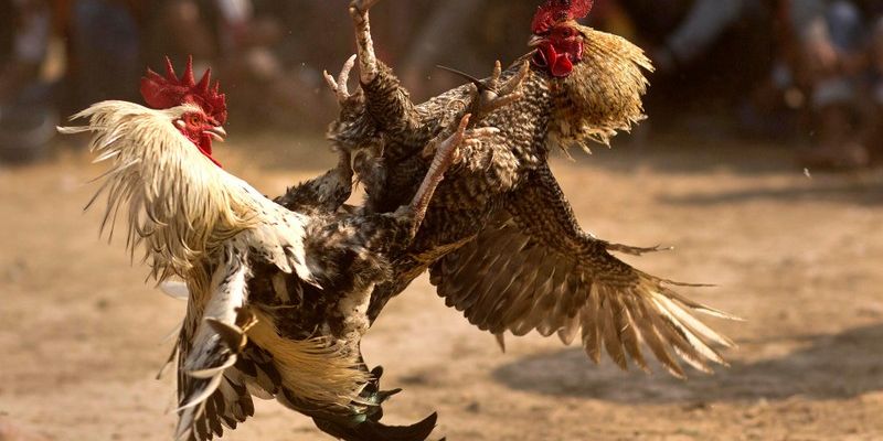 Trực tiếp đá gà đẳng cấp